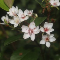 Rhaphiolepis indica (L.) Lindl.